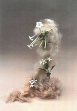 Load image into Gallery viewer, Pear_ed Evidence Prints